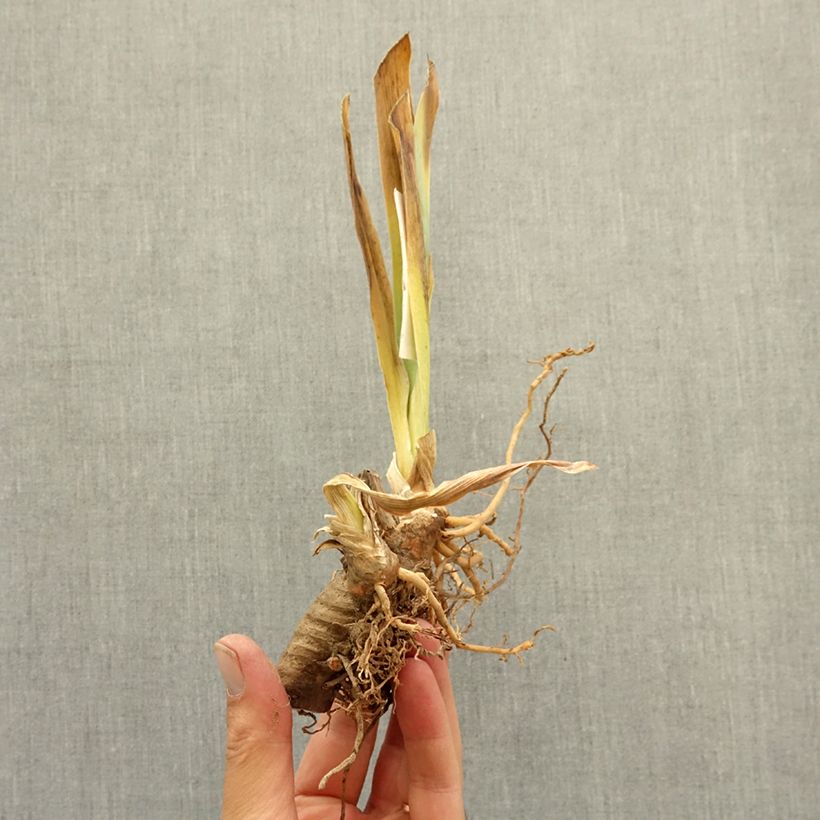 Exemplar von Iris Apricot Toping - Schwertlilie Rhizom wie im Winter geliefert
