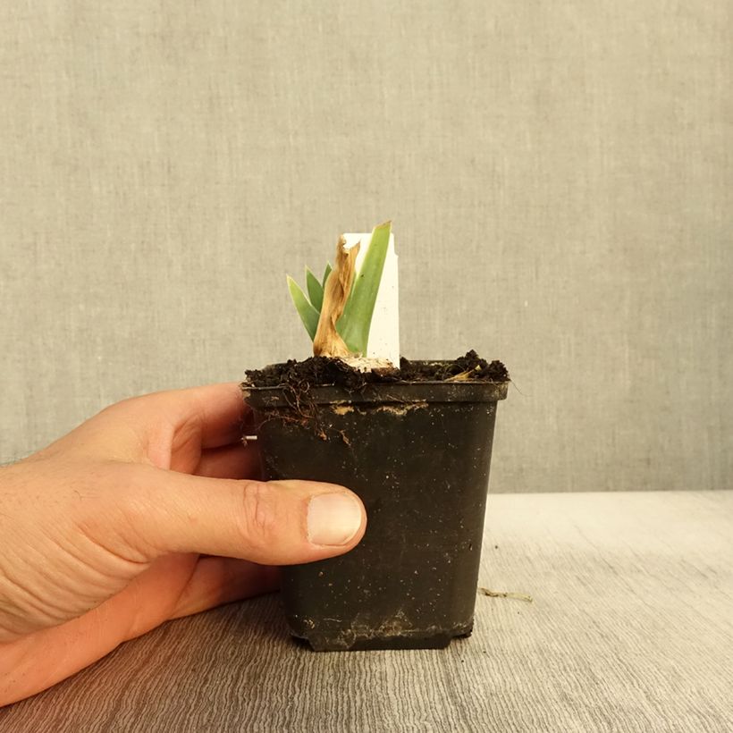 Example of Iris Arctic Age - Schwertlilie Kleine Töpfe von 8/9 cm as you get in automne