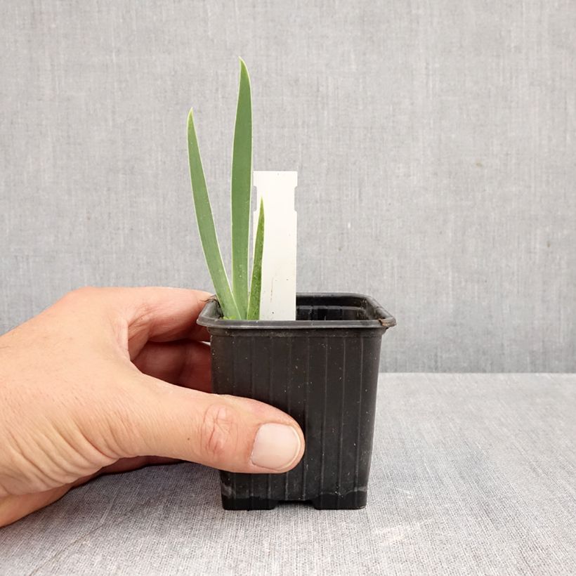 Exemplar von Iris Arpège - Schwertlilie Kleine Töpfe von 8/9 cm wie im Herbst geliefert