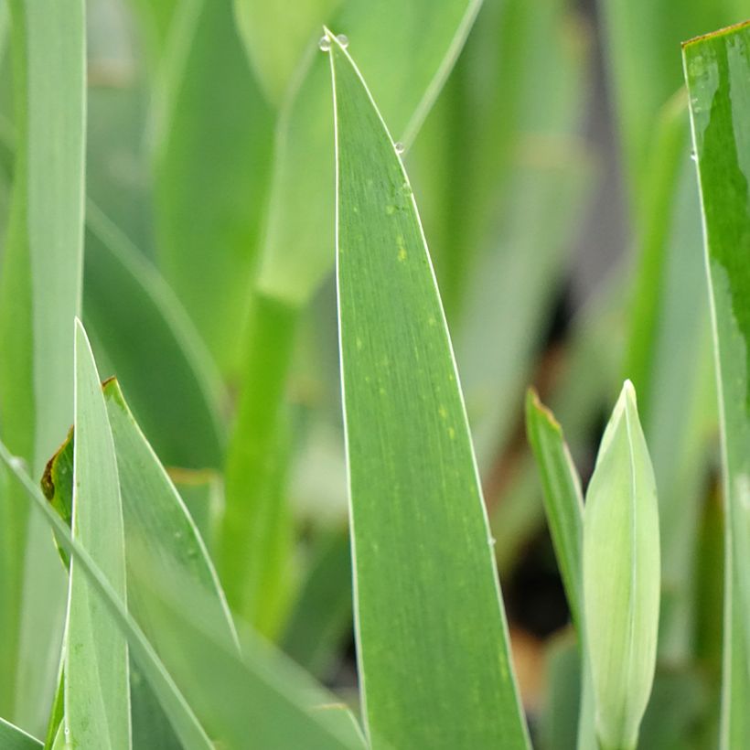 Iris Arpège - Schwertlilie (Foliage)