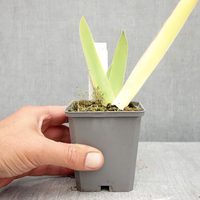 Exemplar von Iris germanica Au Sommet - Schwertlilie Kleine Töpfe von 8/9 cm wie im Herbst geliefert