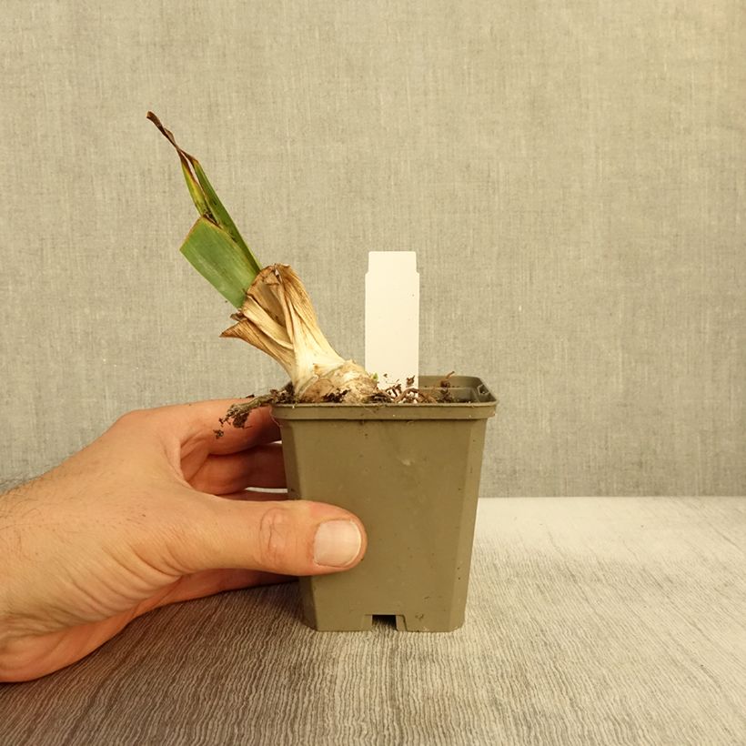 Example of Iris Babbling Brook - Schwertlilie Kleine Töpfe von 8/9 cm as you get in automne