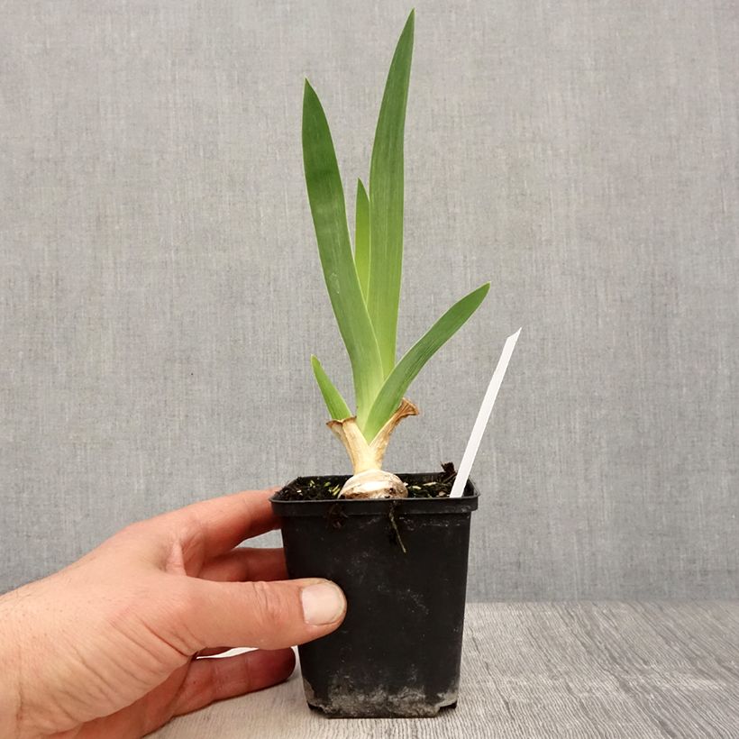 Exemplar von Iris Babbling Brook - Schwertlilie Kleine Töpfe von 8/9 cm wie im Frühjahr geliefert