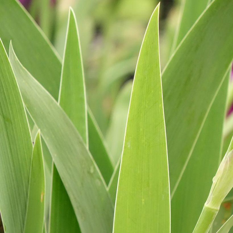 Iris Bébé Rose - Schwertlilie (Laub)