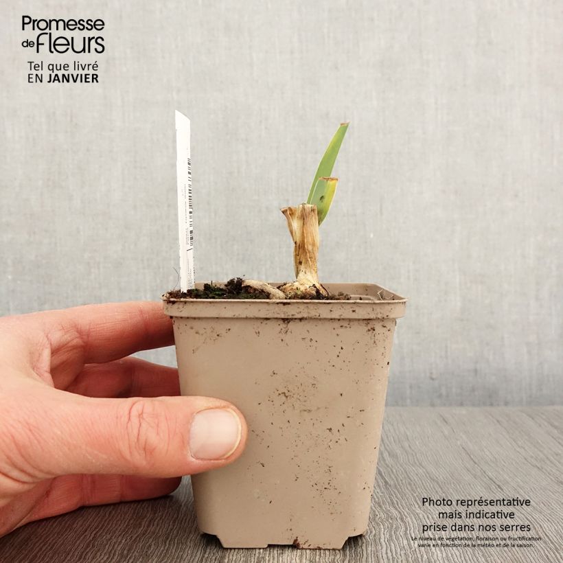 Exemplar von Iris Bébé Rose - Schwertlilie Kleine Töpfe von 8/9 cm wie im Winter geliefert