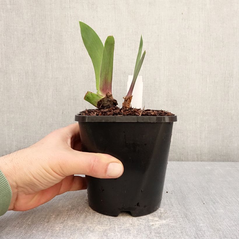 Exemplar von Iris germanica Black Dragon - Iris des Jardins Pot de 1,5L/2L wie im Winter geliefert