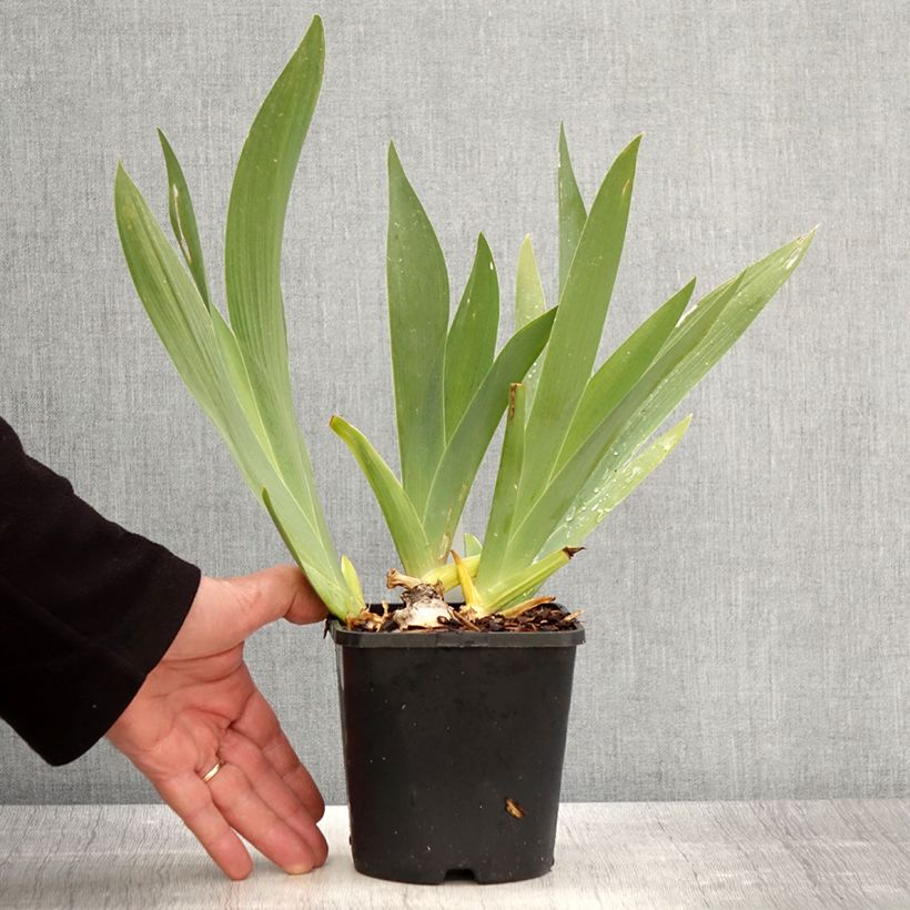 Example of Iris Black Dragon - Schwertlilie Topf mit 1,5L/2L as you get in printemps