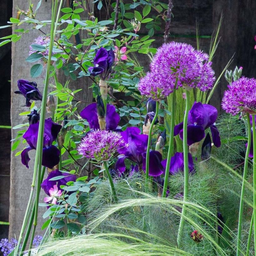Iris Black Knight - Schwertlilie (Flowering)
