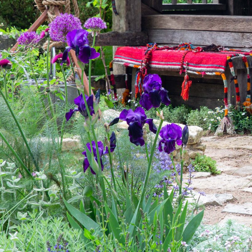 Iris Black Knight - Schwertlilie (Plant habit)