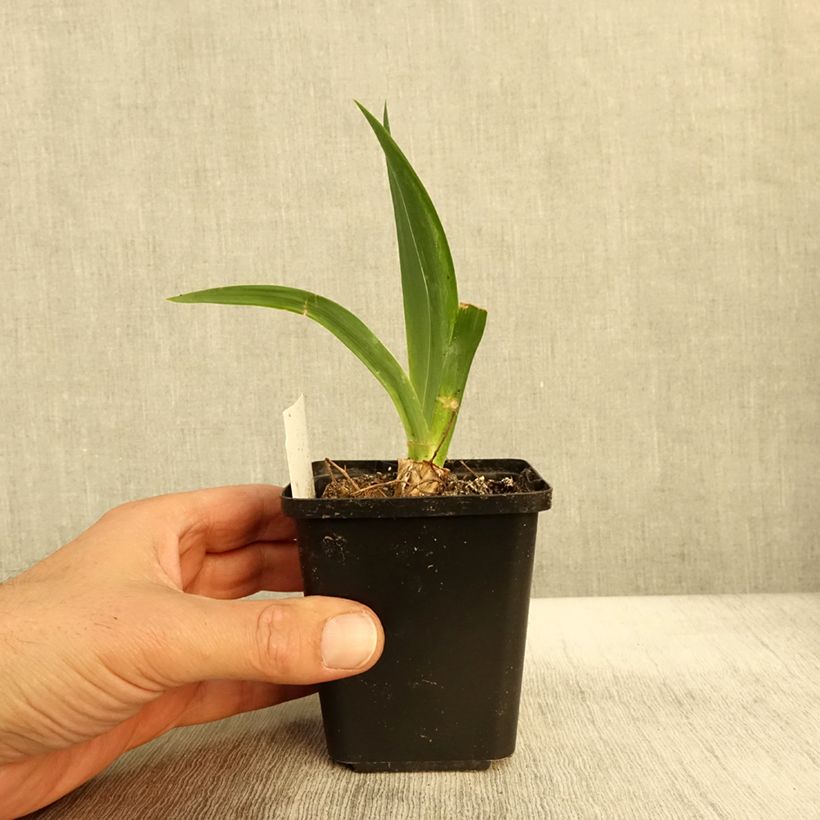 Example of Iris Black Knight - Schwertlilie Kleine Töpfe von 8/9 cm as you get in automne