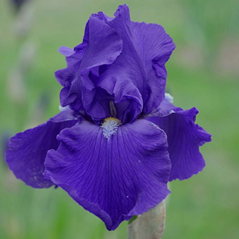 Iris Bleu de Gien - Schwertlilie (Flowering)