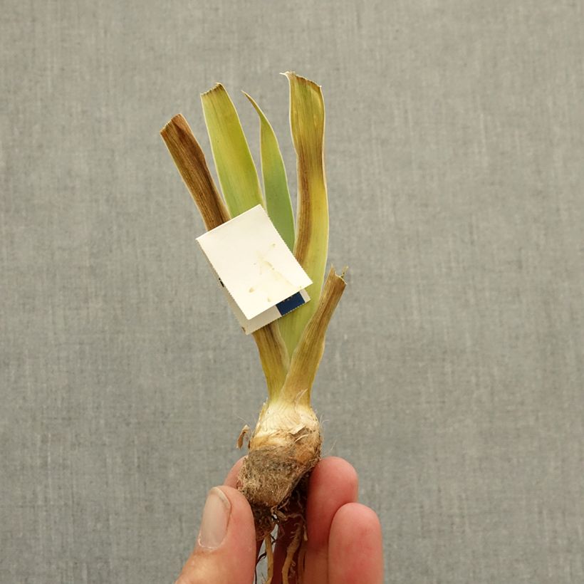 Exemplar von Iris lissful - Schwertlilie Rhizom wie im Winter geliefert