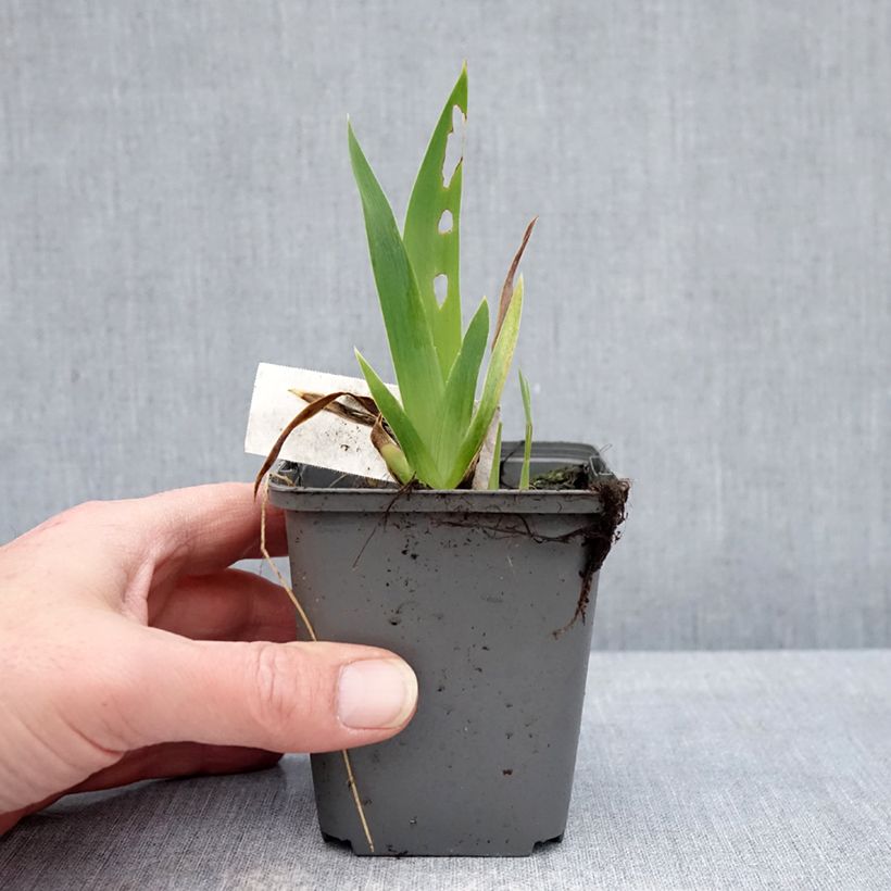 Exemplar von Iris Blue Crusader - Schwertlilie Kleine Töpfe von 8/9 cm wie im Winter geliefert