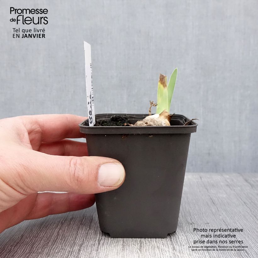 Exemplar von Iris Brindled Beauty - Schwertlilie Kleine Töpfe von 8/9 cm wie im Winter geliefert