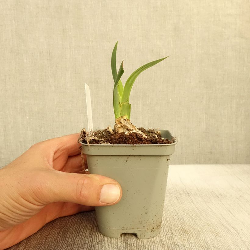 Example of Iris Bullwinkle - Schwertlilie Kleine Töpfe von 8/9 cm as you get in automne