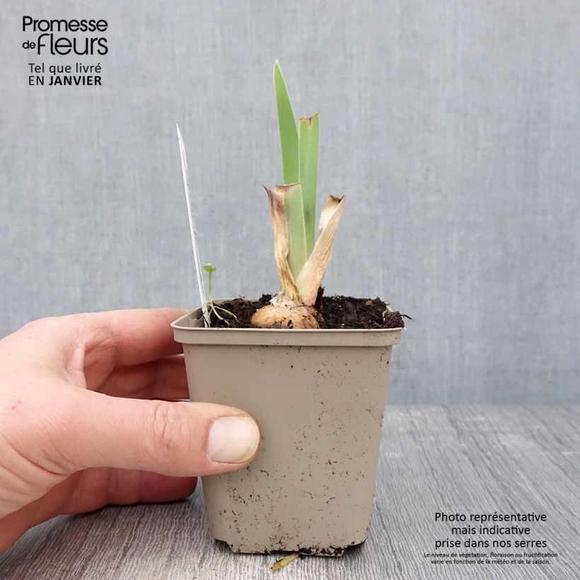 Exemplar von Iris Chelsea Bleu - Schwertlilie Kleine Töpfe von 8/9 cm wie im Winter geliefert