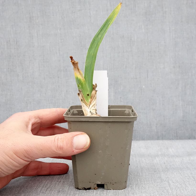 Example of Iris Cherished - Schwertlilie Kleine Töpfe von 8/9 cm as you get in hiver