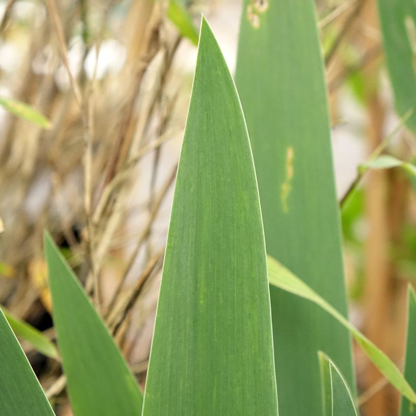 Iris Cherished - Schwertlilie (Foliage)