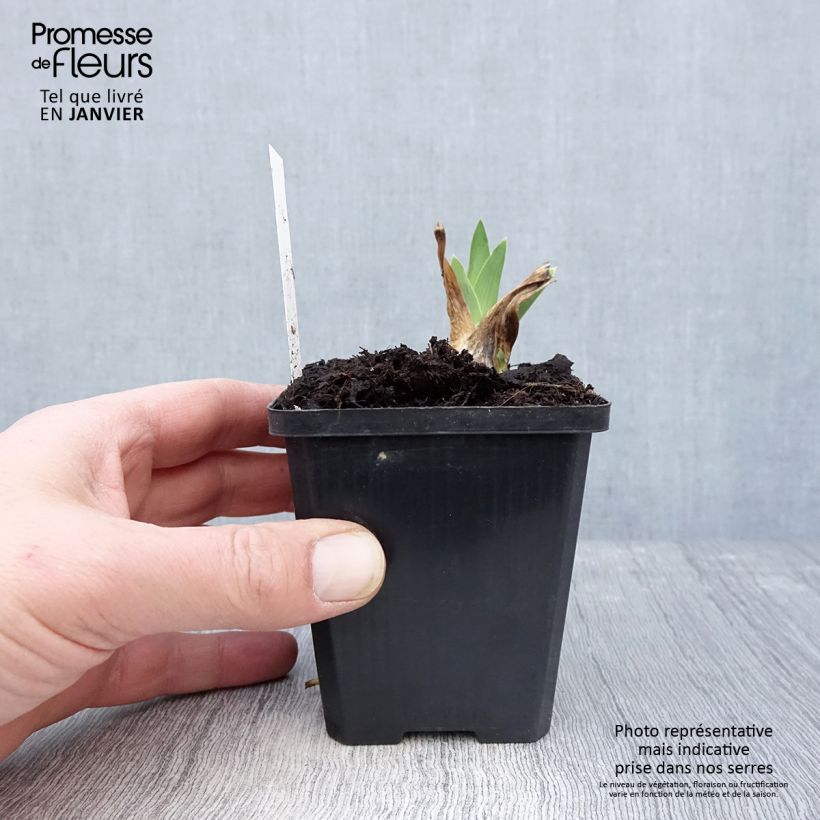 Example of Iris Coffee Trader - Schwertlilie Kleine Töpfe von 8/9 cm as you get in hiver