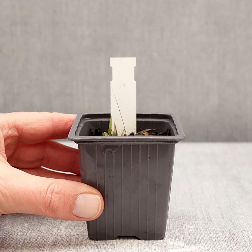 Exemplar von Iris Color me Rose - Schwertlilie Kleine Töpfe von 8/9 cm wie im Winter geliefert