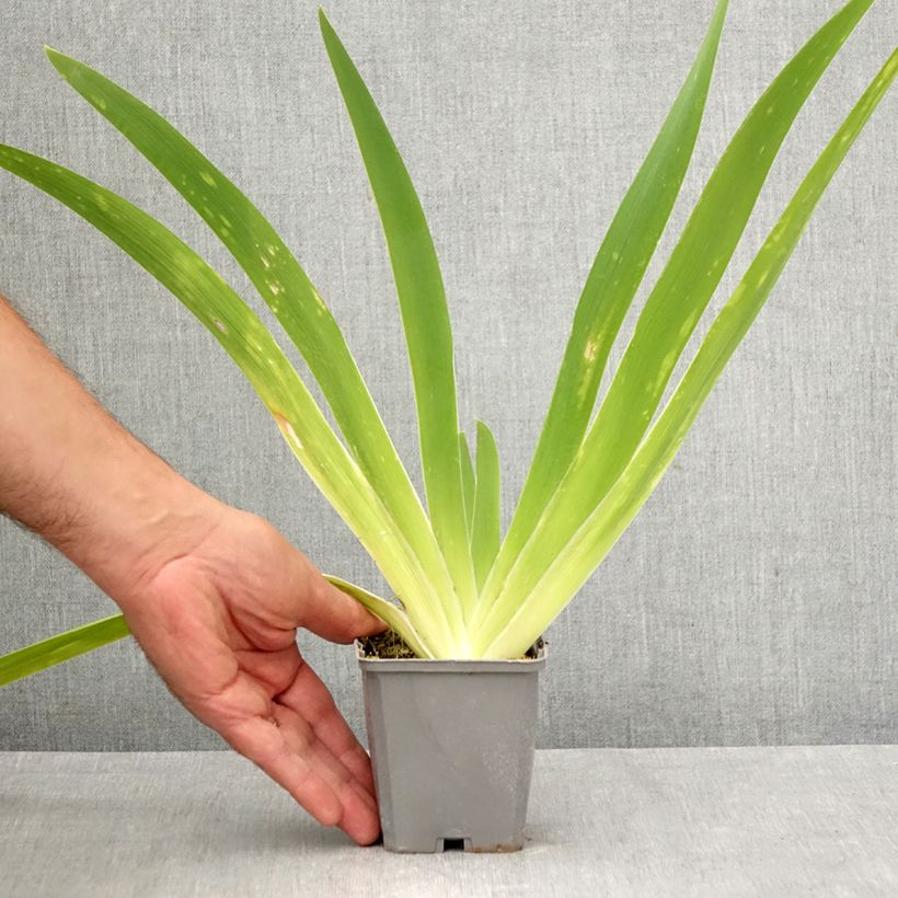 Exemplar von Iris germanica Comme un Sourire - Schwertlilie Kleine Töpfe von 8/9 cm wie im Herbst geliefert