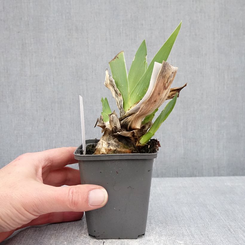 Exemplar von Iris germanica Conspiration - Schwertlilie Kleine Töpfe von 8/9 cm wie im Winter geliefert