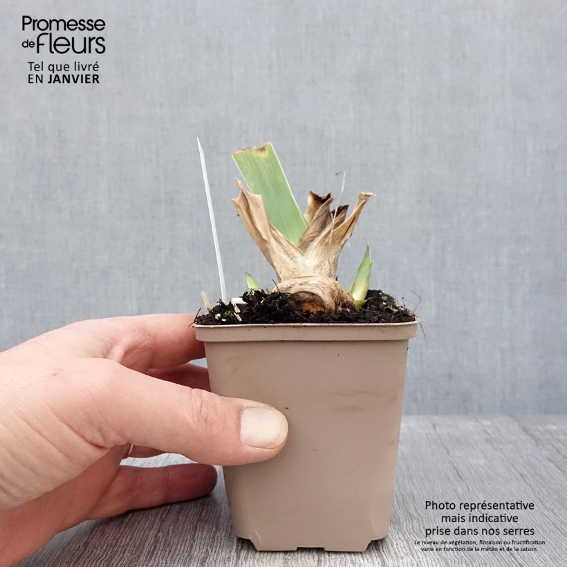 Exemplar von Iris Crimson Tiger - Schwertlilie Kleine Töpfe von 8/9 cm wie im Winter geliefert