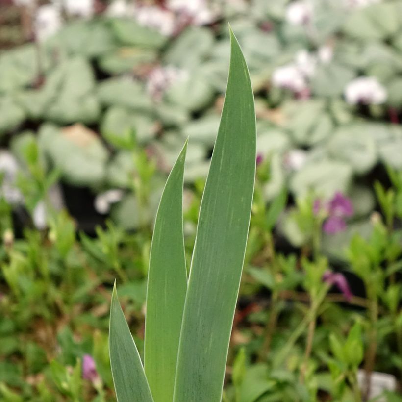 Iris Crinoline - Schwertlilie (Foliage)