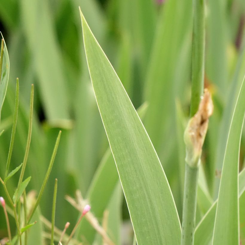 Iris Cutie - Schwertlilie (Laub)