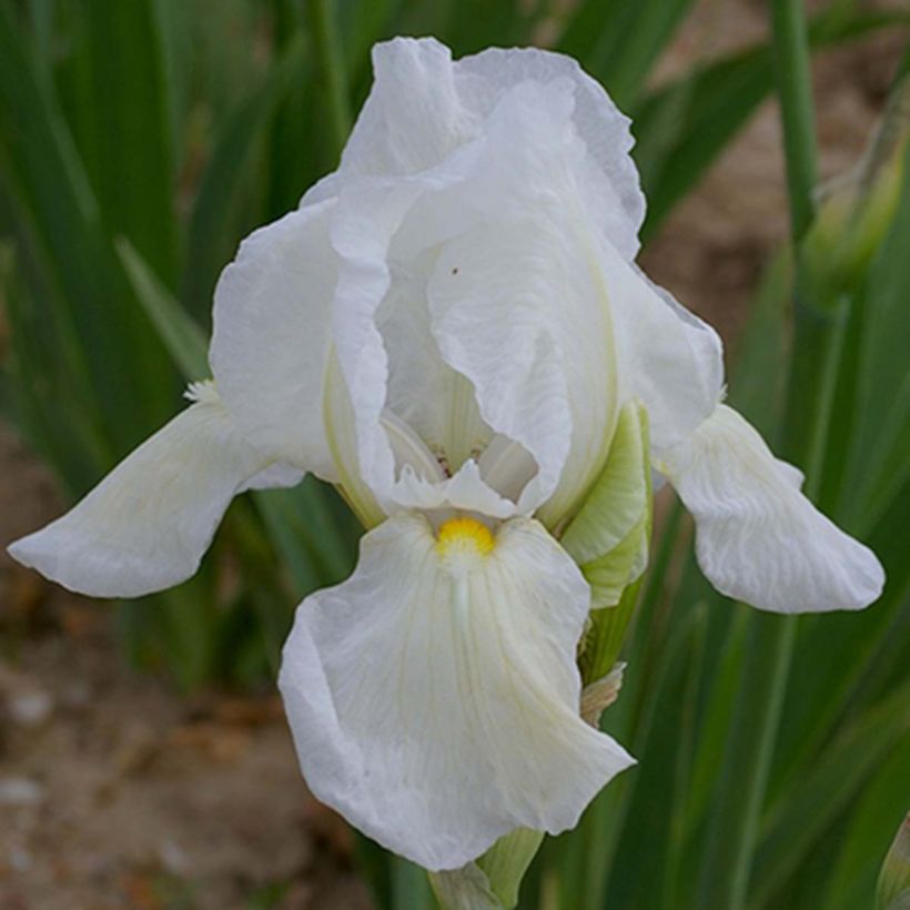 Iris Dame Blanche - Schwertlilie (Flowering)