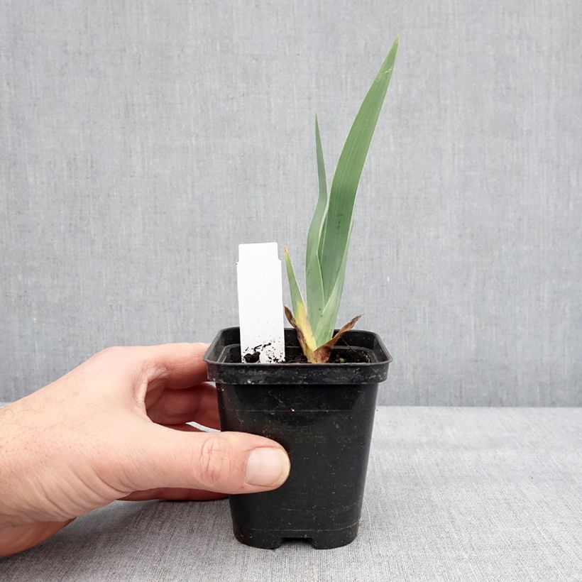 Example of Iris Dame de Coeur - Schwertlilie Kleine Töpfe von 8/9 cm as you get in hiver