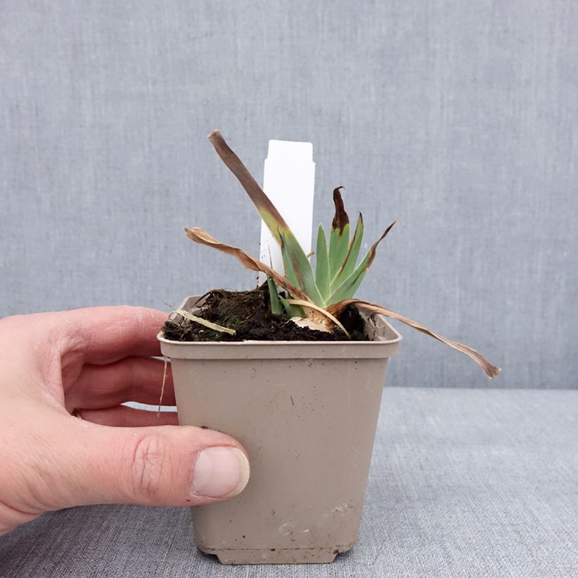 Example of Iris Danse du Feu - Schwertlilie Kleine Töpfe von 8/9 cm as you get in hiver