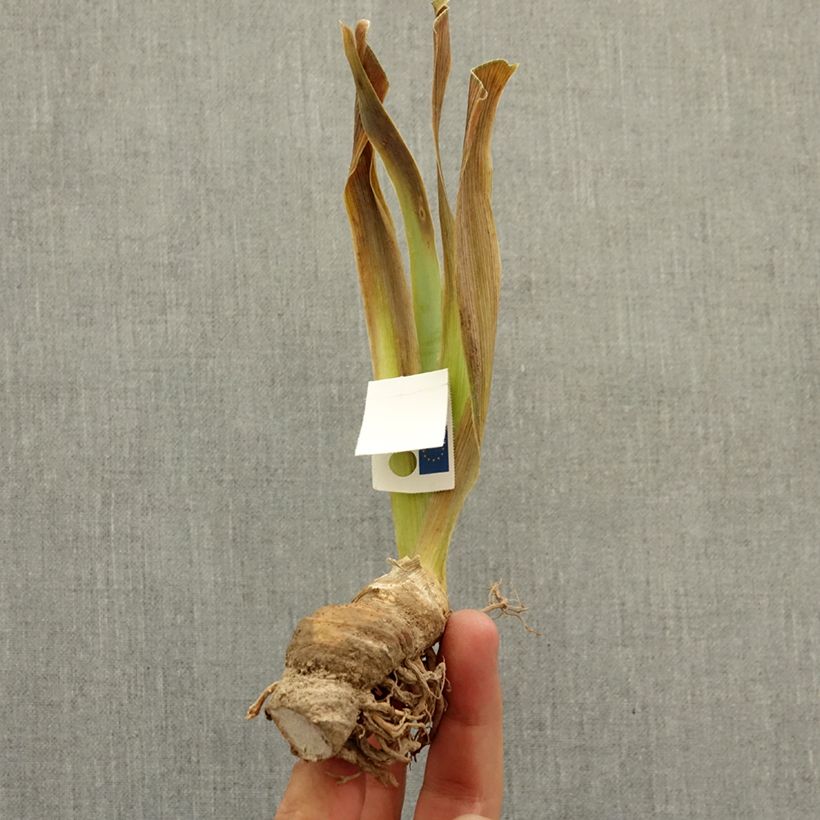 Exemplar von Iris Dazzle Me - Schwertlilie Rhizom wie im Winter geliefert