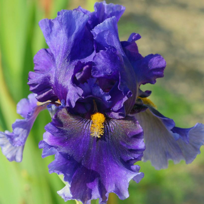 Iris Deep Dark Secret - Schwertlilie (Flowering)