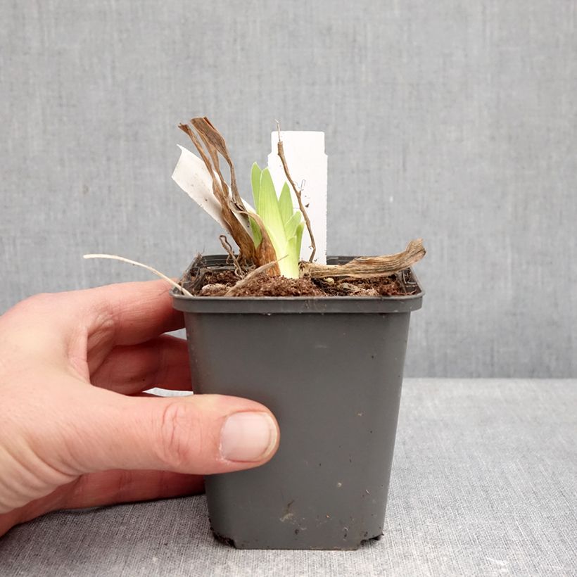 Exemplar von Iris Deep Dark Secret - Schwertlilie Kleine Töpfe von 8/9 cm wie im Winter geliefert