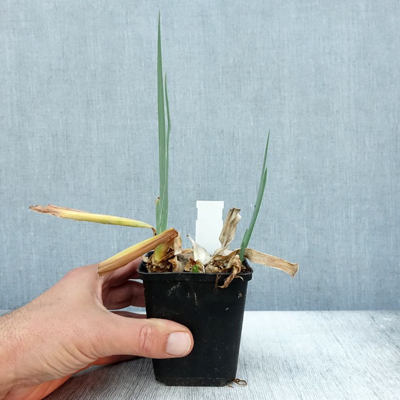 Example of Iris Dernier Cri - Schwertlilie Kleine Töpfe von 8/9 cm as you get in automne