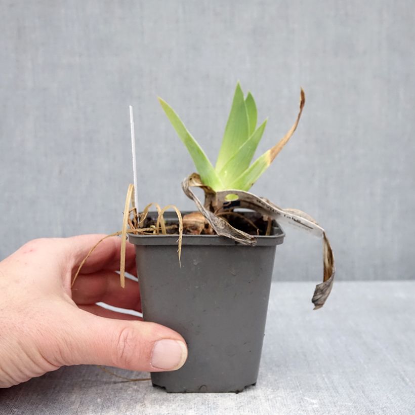 Exemplar von Iris germanica Devil's Lake - Schwertlilie Kleine Töpfe von 8/9 cm wie im Winter geliefert