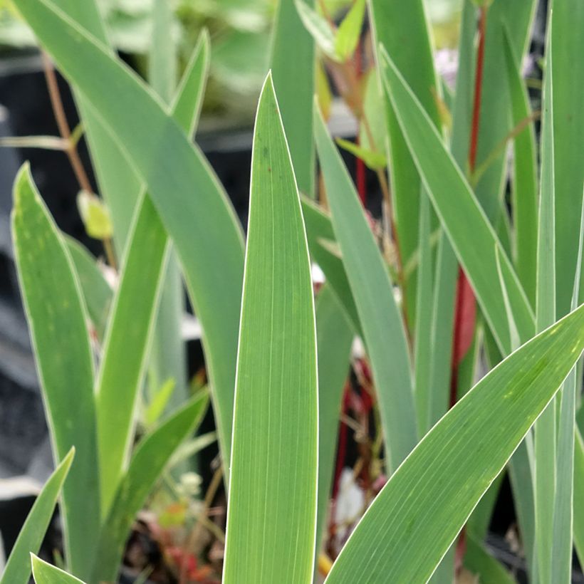 Iris Dutch Chocolate - Schwertlilie (Foliage)