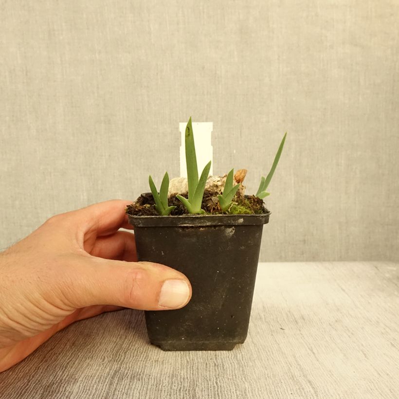 Example of Iris En Ebullition - Schwertlilie Kleine Töpfe von 8/9 cm as you get in automne