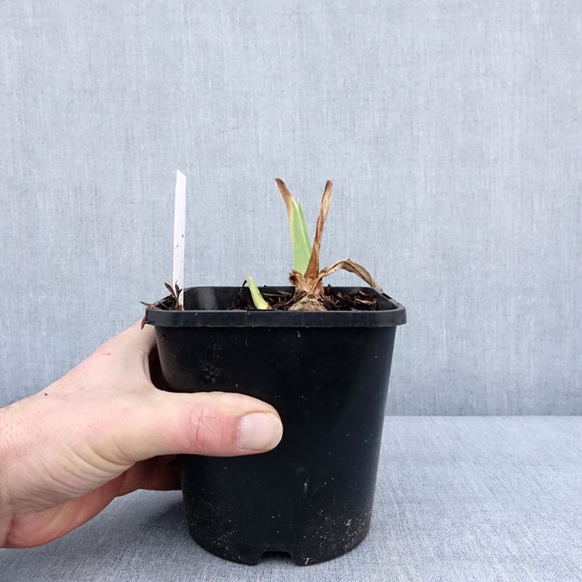 Exemplar von Iris English cottage - Schwertlilie Topf mit 1,5L/2L wie im Winter geliefert