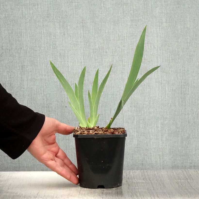 Exemplar von Iris English cottage - Schwertlilie Topf mit 1,5L/2L wie im Frühjahr geliefert