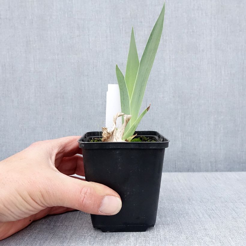 Exemplar von Iris English cottage - Schwertlilie Kleine Töpfe von 8/9 cm wie im Frühjahr geliefert