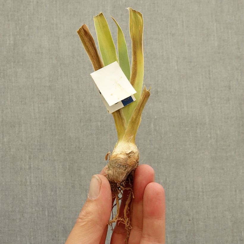 Exemplar von Iris Ever After - Schwertlilie Rhizom wie im Winter geliefert