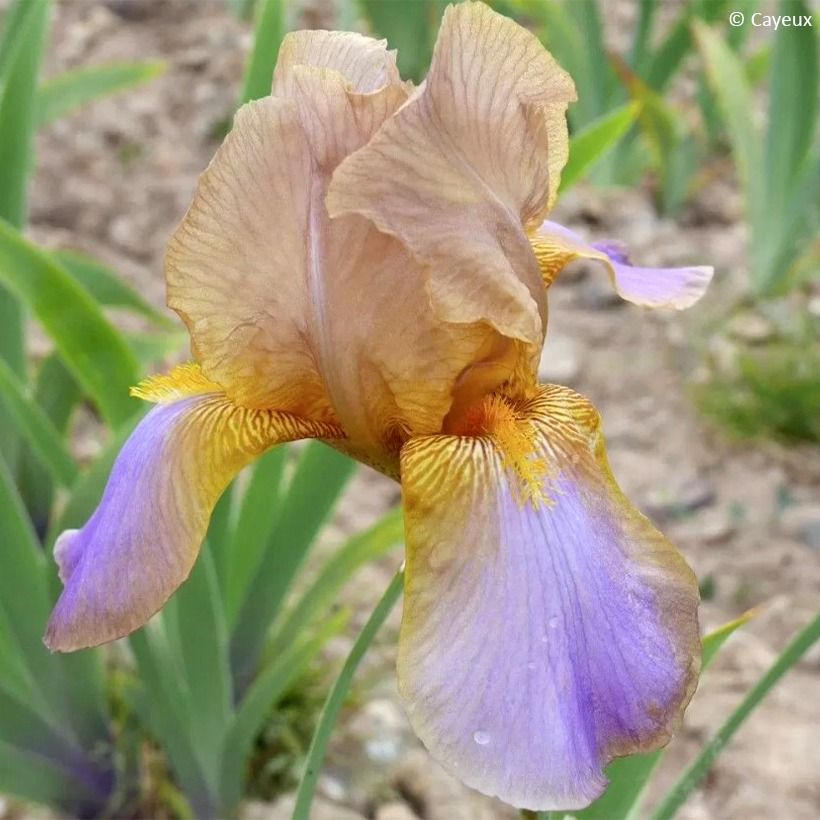 Iris Evolution - Schwertlilie (Flowering)