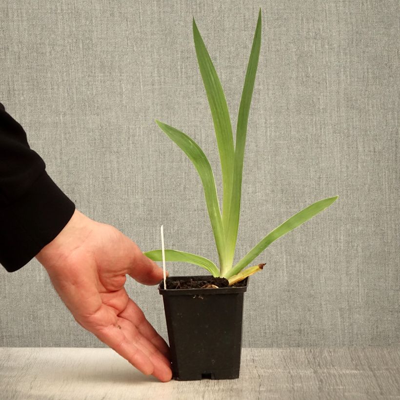 Exemplar von Iris Flamenco - Schwertlilie Kleine Töpfe von 8/9 cm wie im Frühjahr geliefert