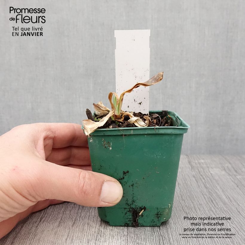 Exemplar von Iris Flaming Dragon - Schwertlilie Kleine Töpfe von 8/9 cm wie im Winter geliefert