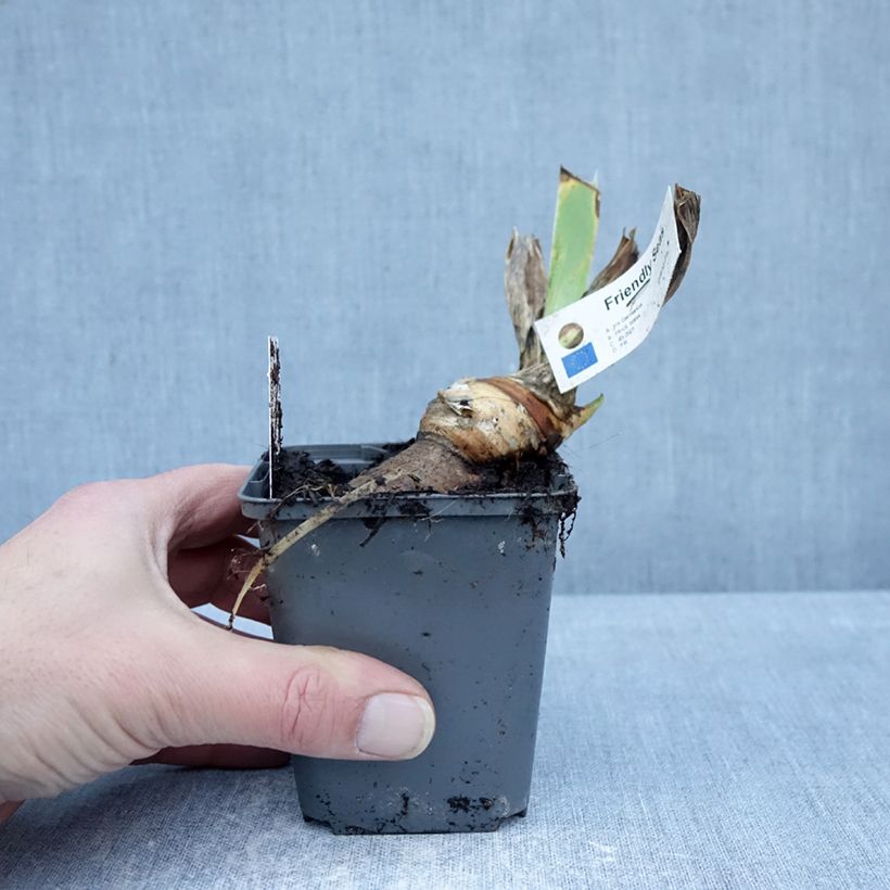Exemplar von Iris germanica Friendly Seas - Iris des Jardins Godet de 8/9 cm wie im Winter geliefert