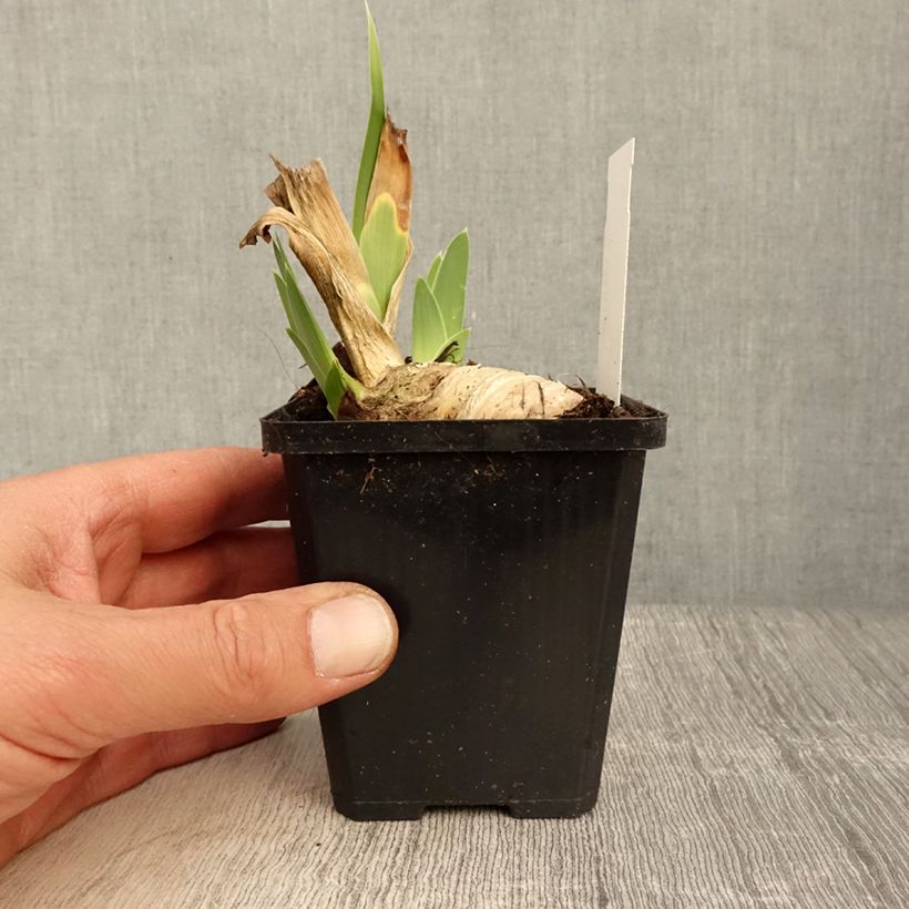 Example of Iris Friendly Seas - Schwertlilie Kleine Töpfe von 8/9 cm as you get in printemps