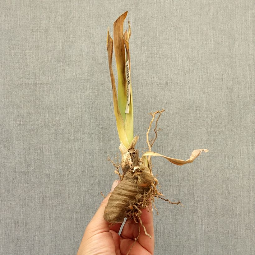 Exemplar von Iris Frisk Me - Schwertlilie Rhizom wie im Winter geliefert
