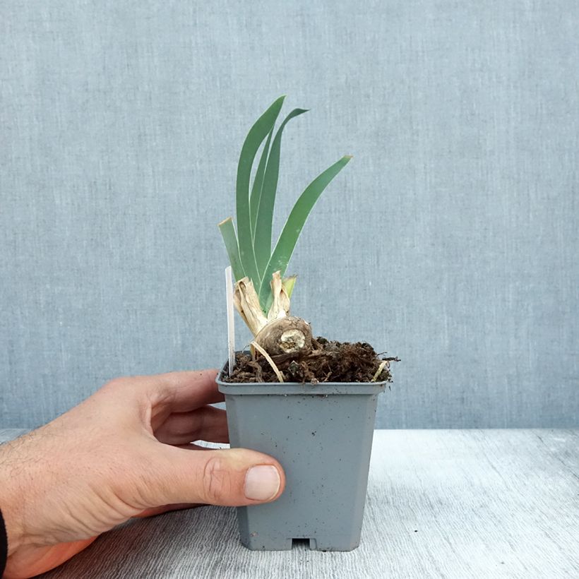 Example of Iris Frison-Roche - Schwertlilie Kleine Töpfe von 8/9 cm as you get in automne